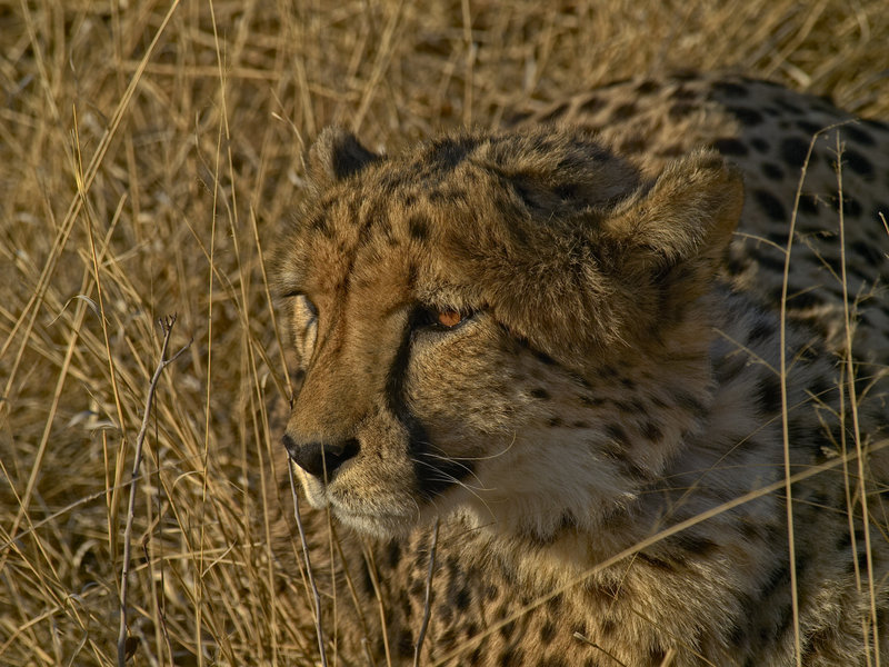 Cheetah, Okonjima